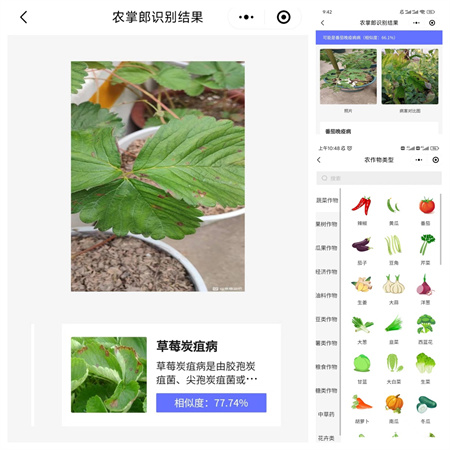 變色、壞死、腐爛......農(nóng)作物病害識別用農(nóng)掌郎