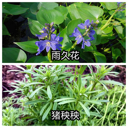 不認(rèn)識有害雜草？就用植物草害識別軟件農(nóng)掌郎